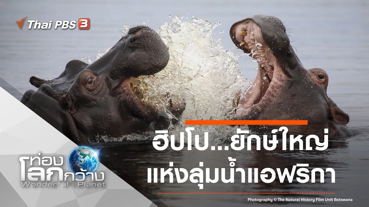 ฮิปโป...ยักษ์ใหญ่แห่งลุ่มน้ำแอฟริกา