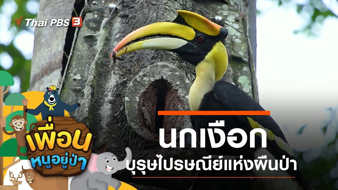 นกเงือกบุรุษไปรษณีย์แห่งผืนป่า