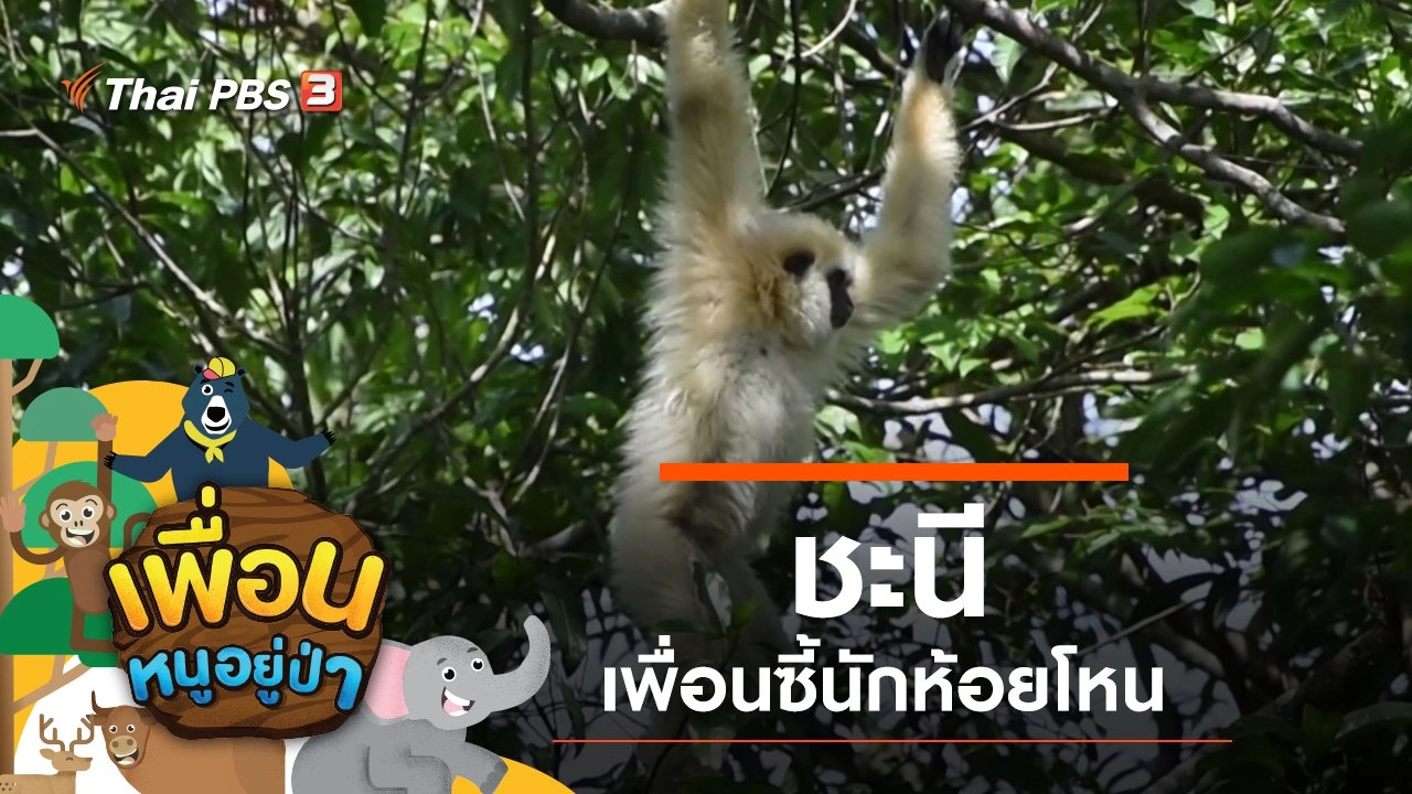 ชะนี เพื่อนซี้นักห้อยโหน