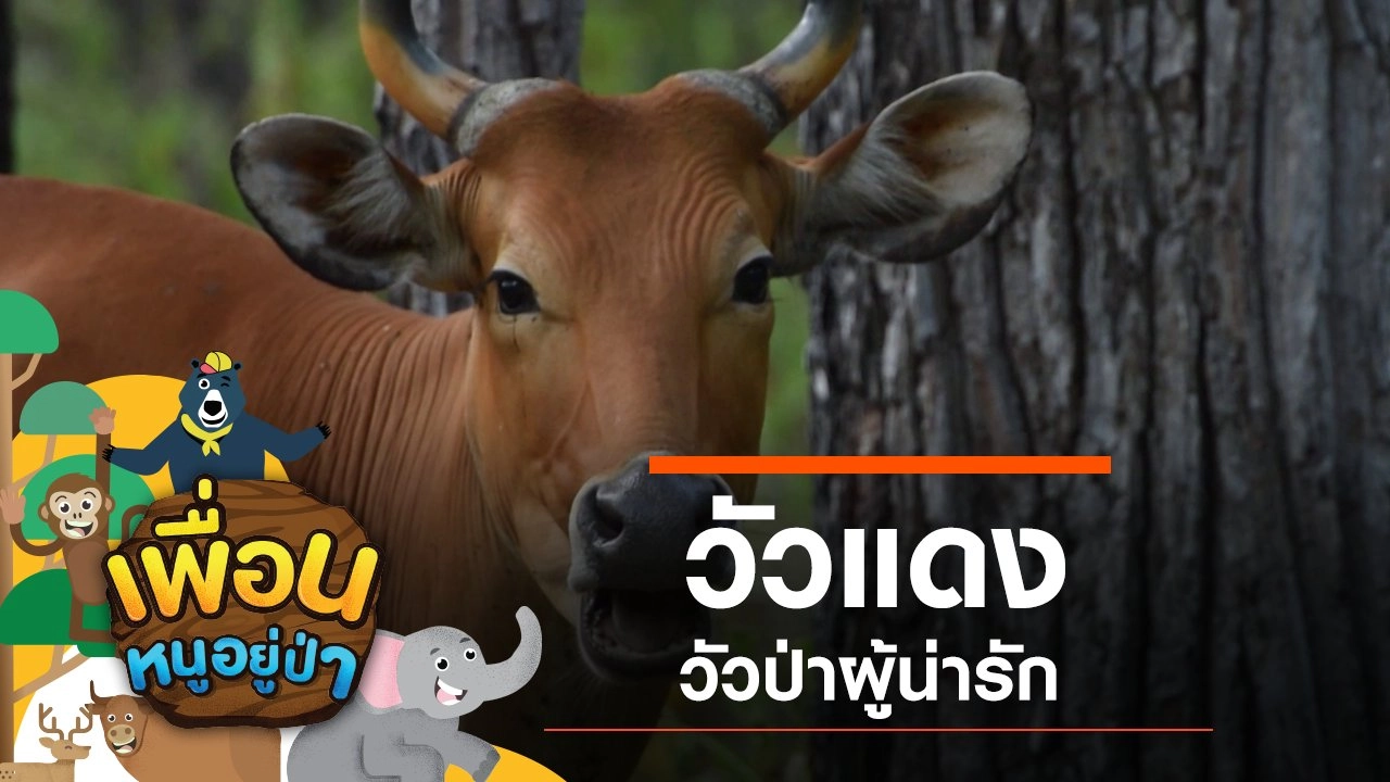 วัวแดง วัวป่าผู้น่ารัก