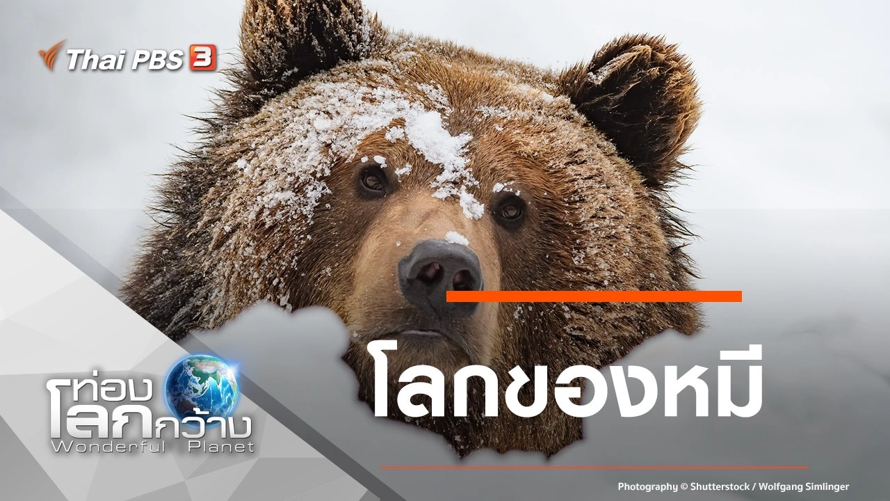 โลกของหมี