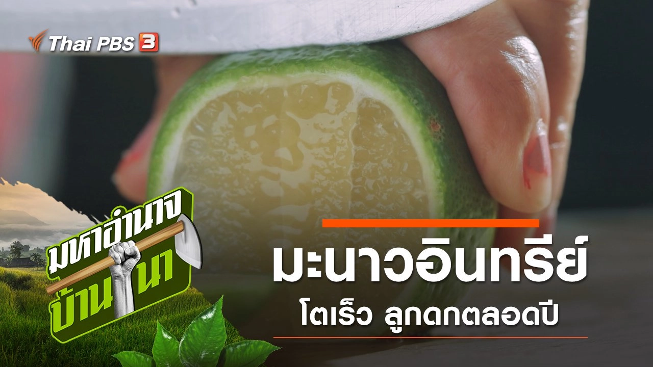 มะนาวแป้นทวายโคตรดก