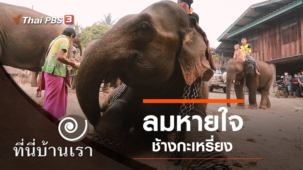 ลมหายใจ ช้างกะเหรี่ยง