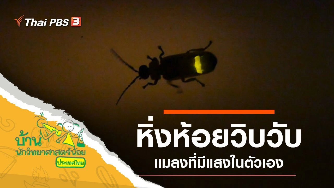 หิ่งห้อยวิบวับ