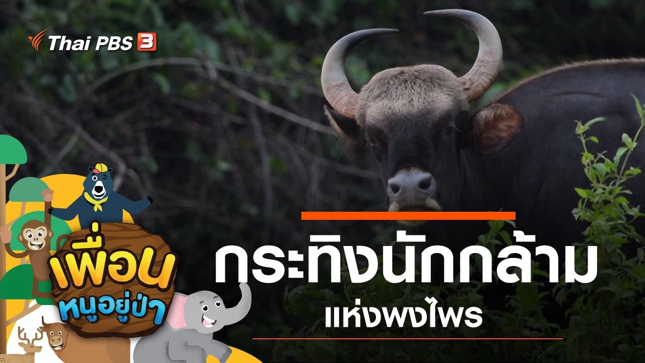 กระทิงนักกล้ามแห่งพงไพร