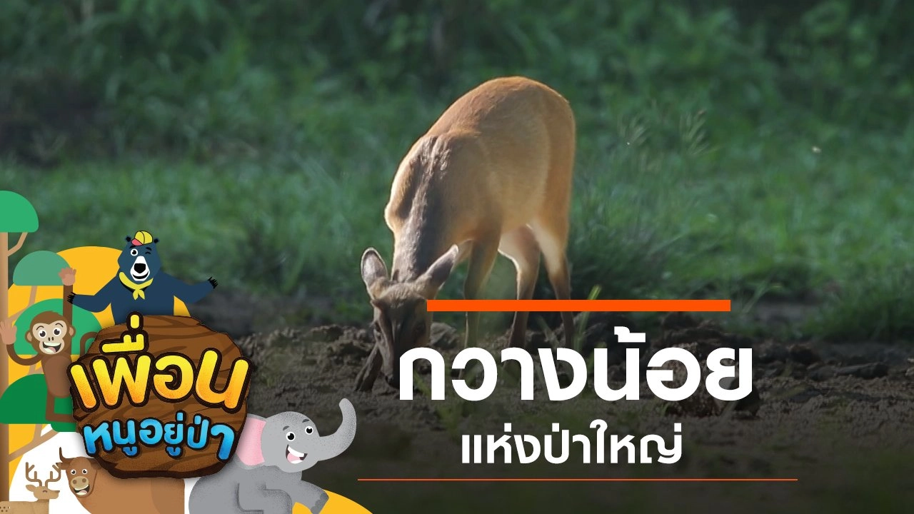 กวางน้อยแห่งป่าใหญ่