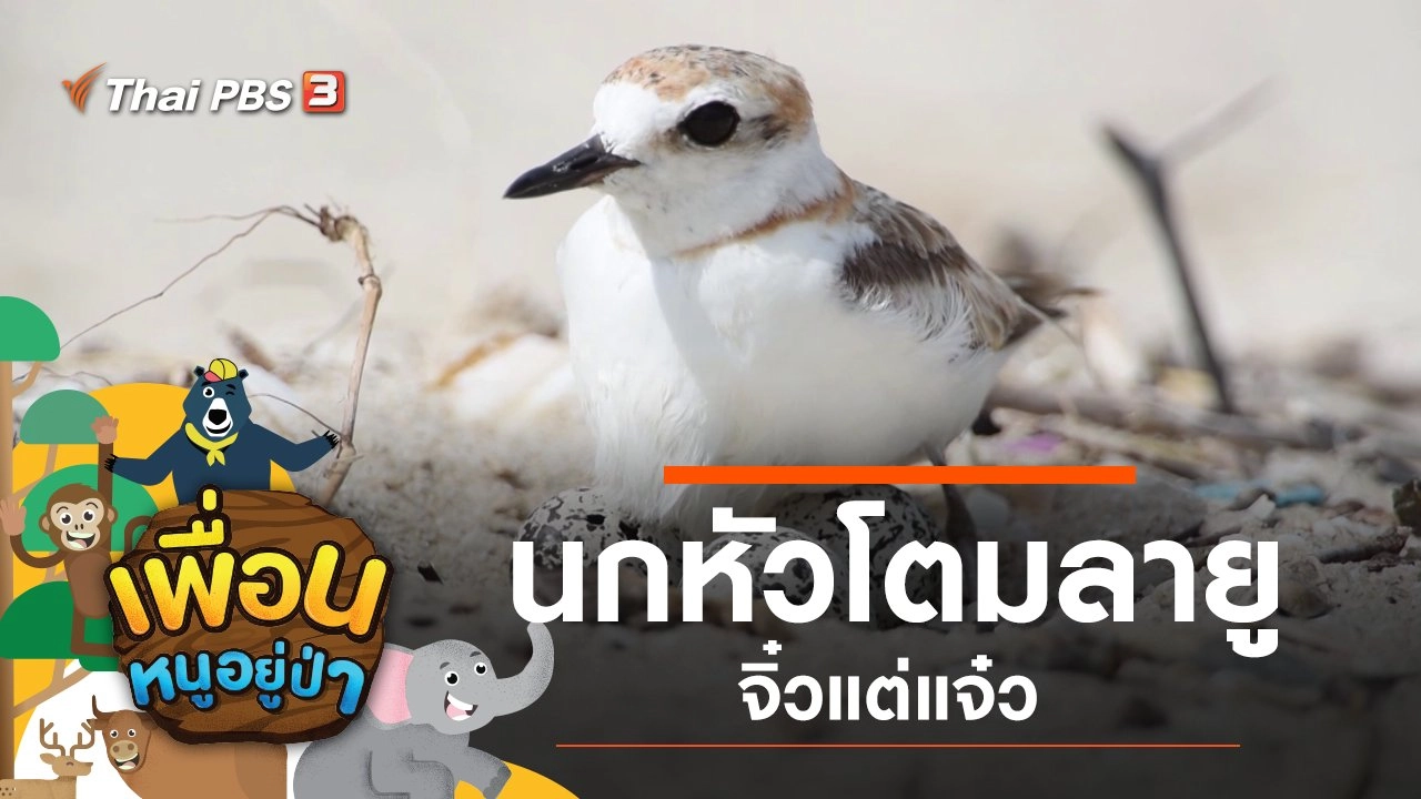 นกหัวโตมลายู จิ๋วแต่แจ๋ว