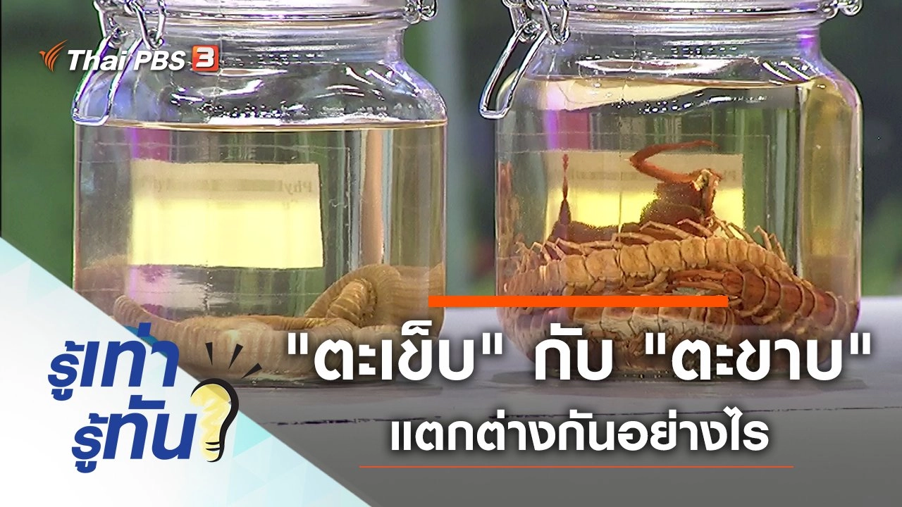 "ตะเข็บ" กับ "ตะขาบ" แตกต่างกันอย่างไร