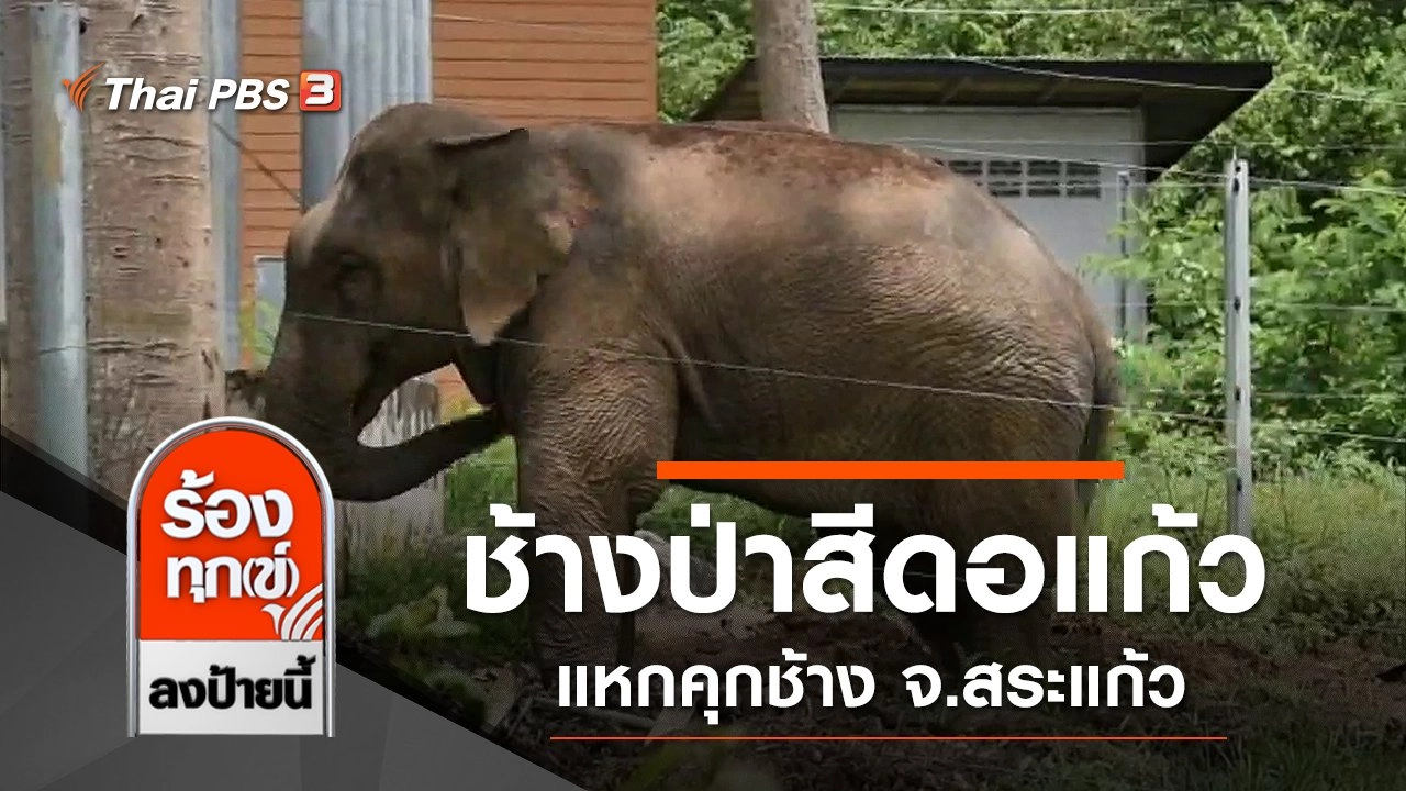 คืบหน้าช้างป่าสีดอแก้ว "ตกมัน" แหกคุกช้าง จ.สระแก้ว