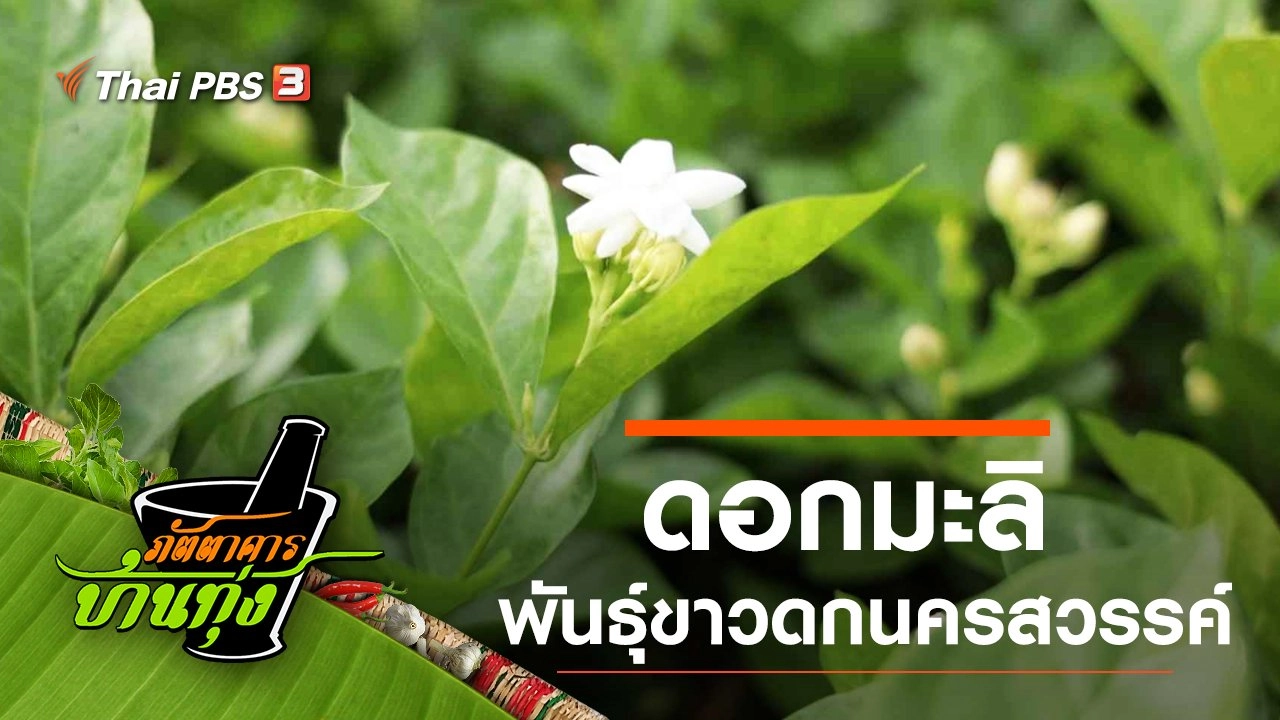 ดอกมะลิพันธุ์ขาวดกนครสวรรค์