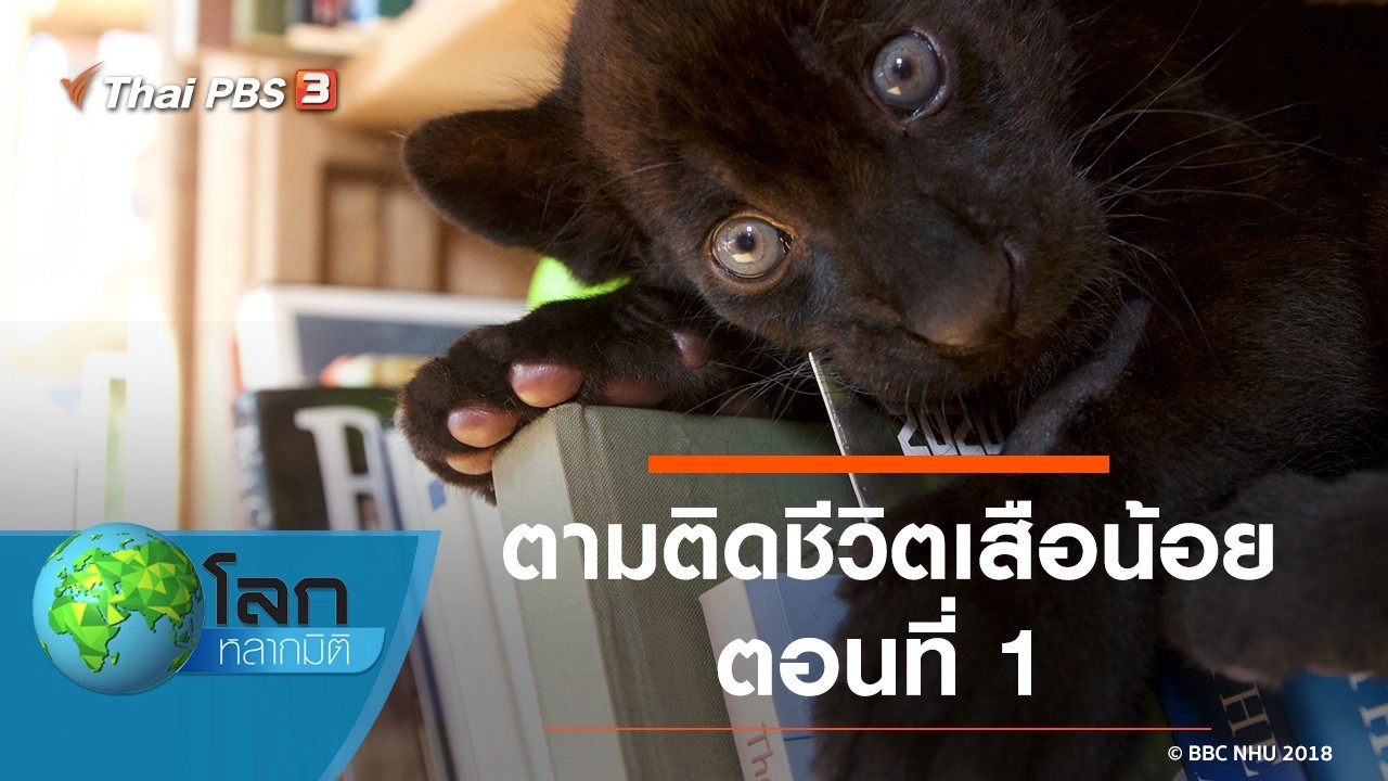 ตามติดชีวิตเสือน้อย ตอนที่ 1