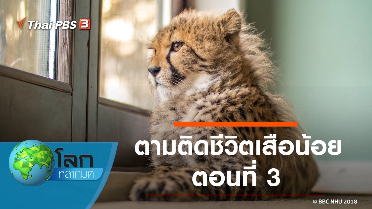 ตามติดชีวิตเสือน้อย ตอนที่ 3