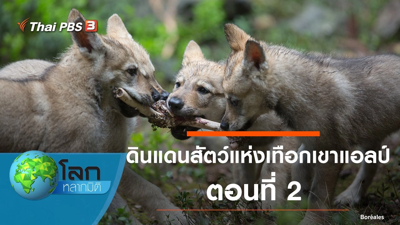 ดินแดนสัตว์แห่งเทือกเขาแอลป์ ตอนที่ 2