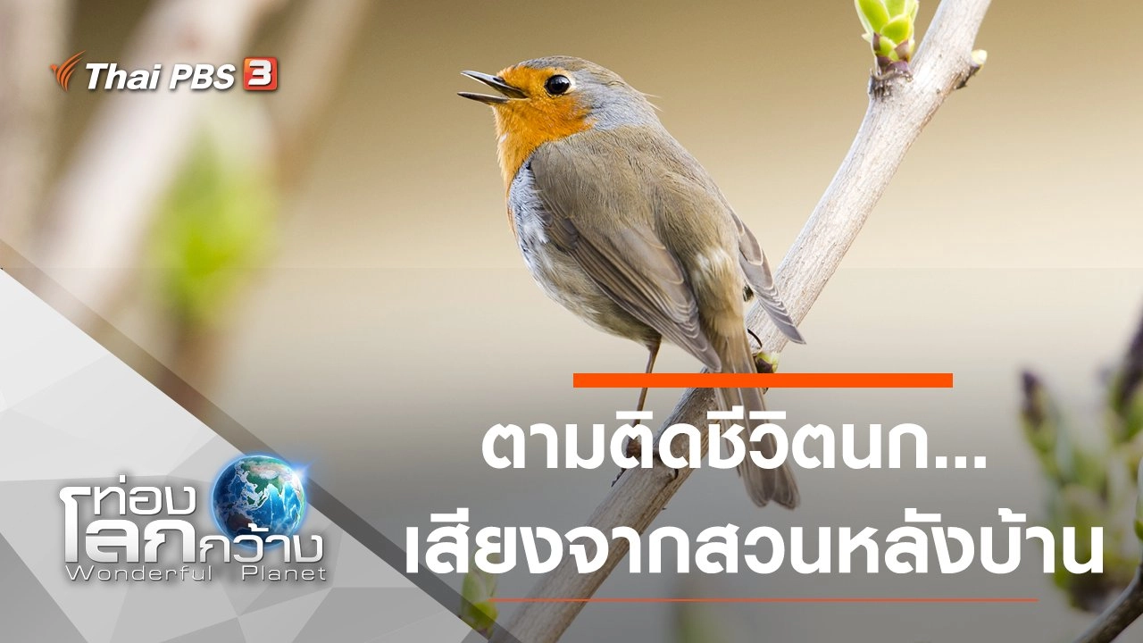 ตามติดชีวิตนก...เสียงจากสวนหลังบ้าน