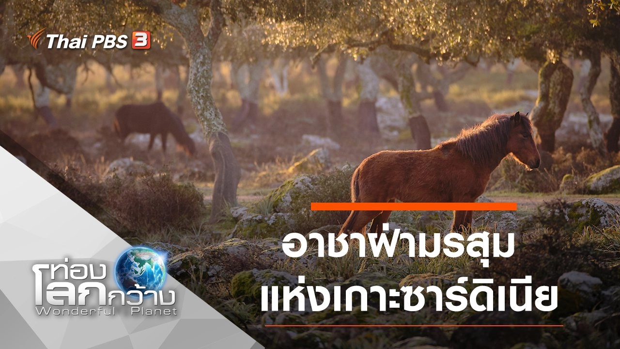 อาชาฝ่ามรสุมแห่งเกาะซาร์ดิเนีย