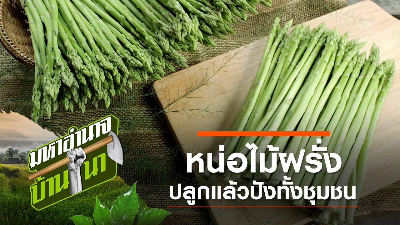 หน่อไม้ฝรั่ง ปลูกแล้วปังทั้งชุมชน