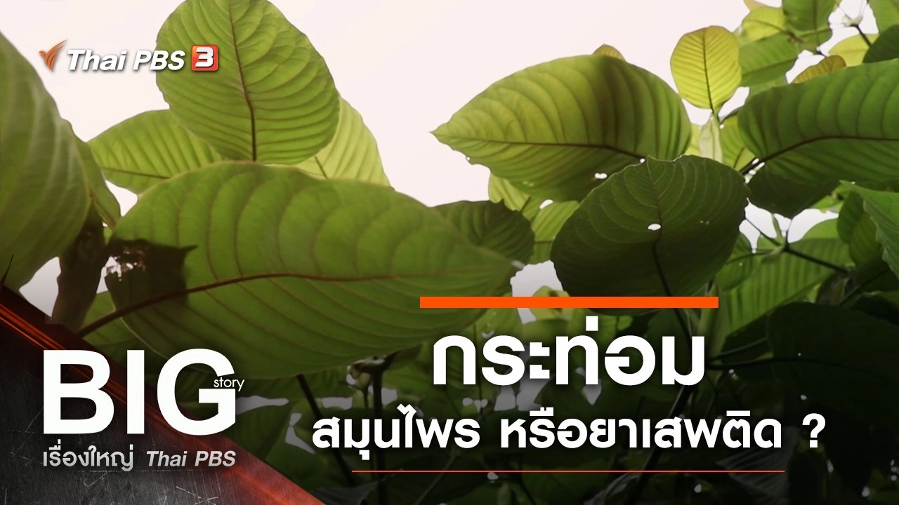 กระท่อม สมุนไพร หรือยาเสพติด ?