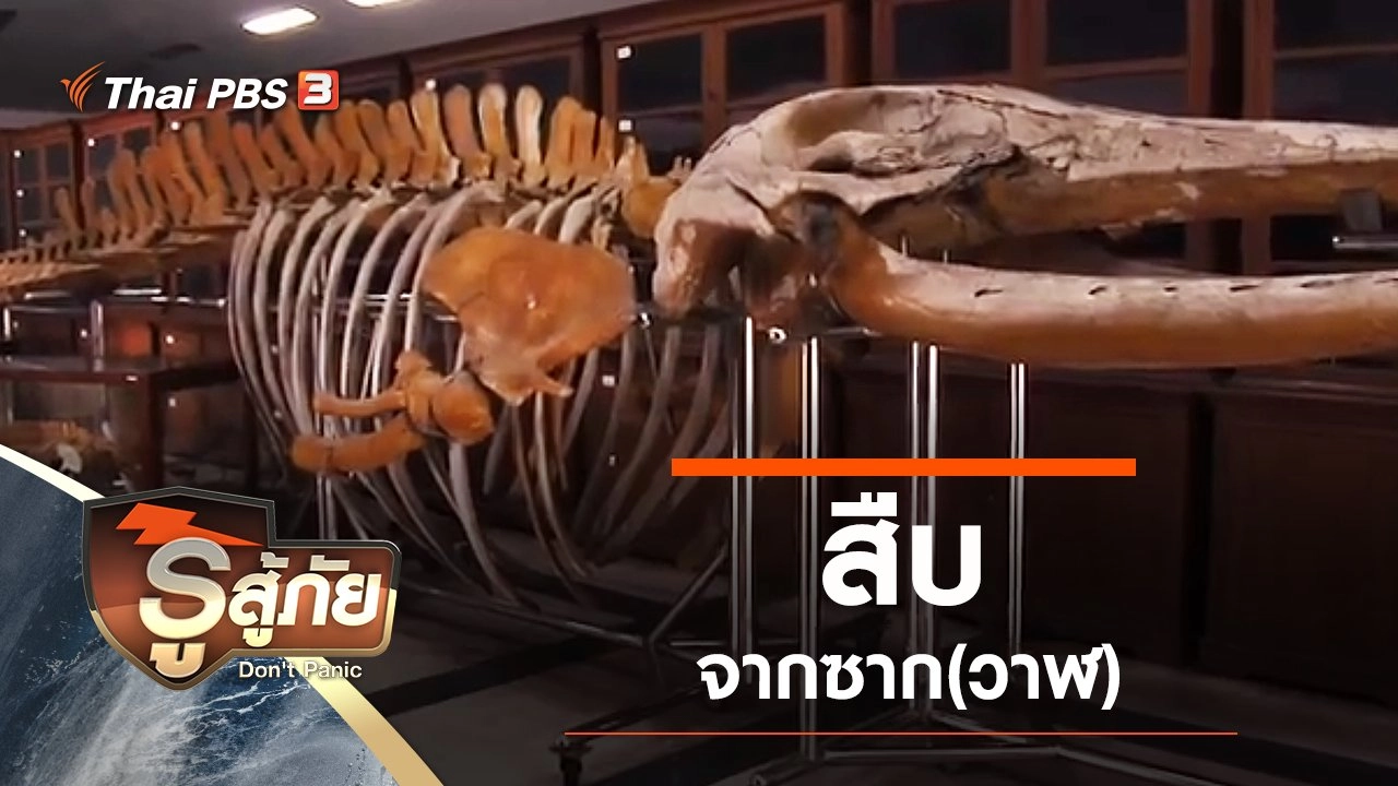 สืบจากซาก(วาฬ)