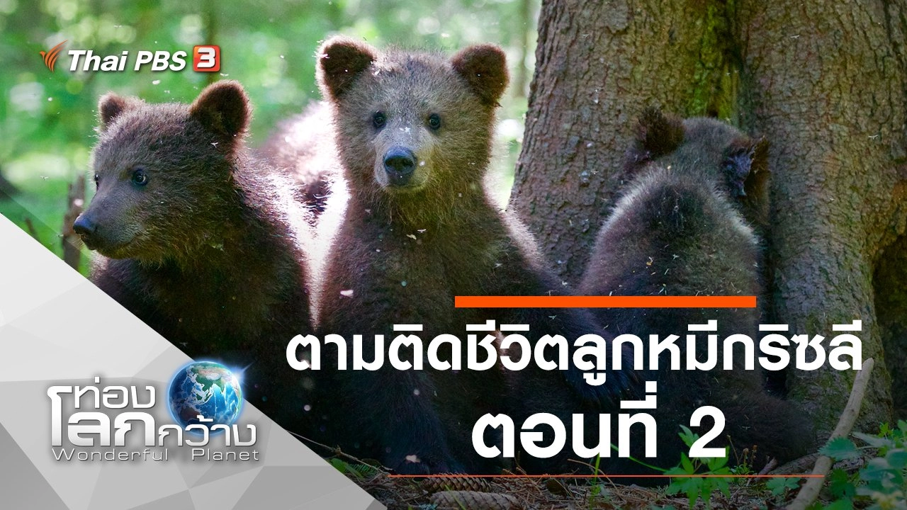 ตามติดชีวิตลูกหมีกริซลี ตอนที่ 2