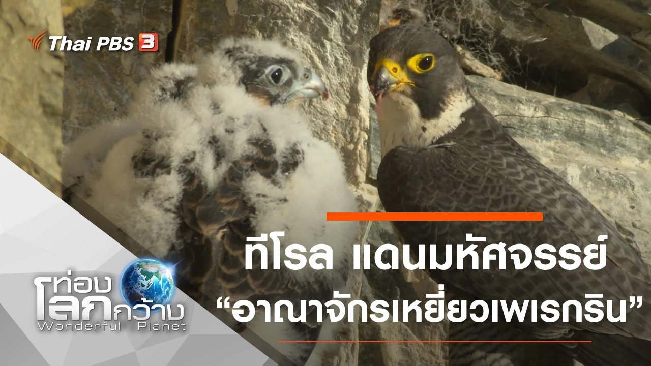 ทีโรล แดนมหัศจรรย์ ตอน อาณาจักรเหยี่ยวเพเรกริน