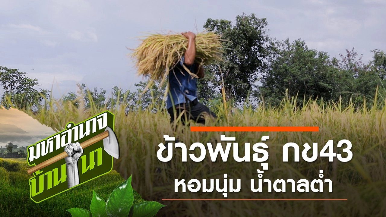 ข้าวพันธุ์ กข43 หอมนุ่ม น้ำตาลต่ำ