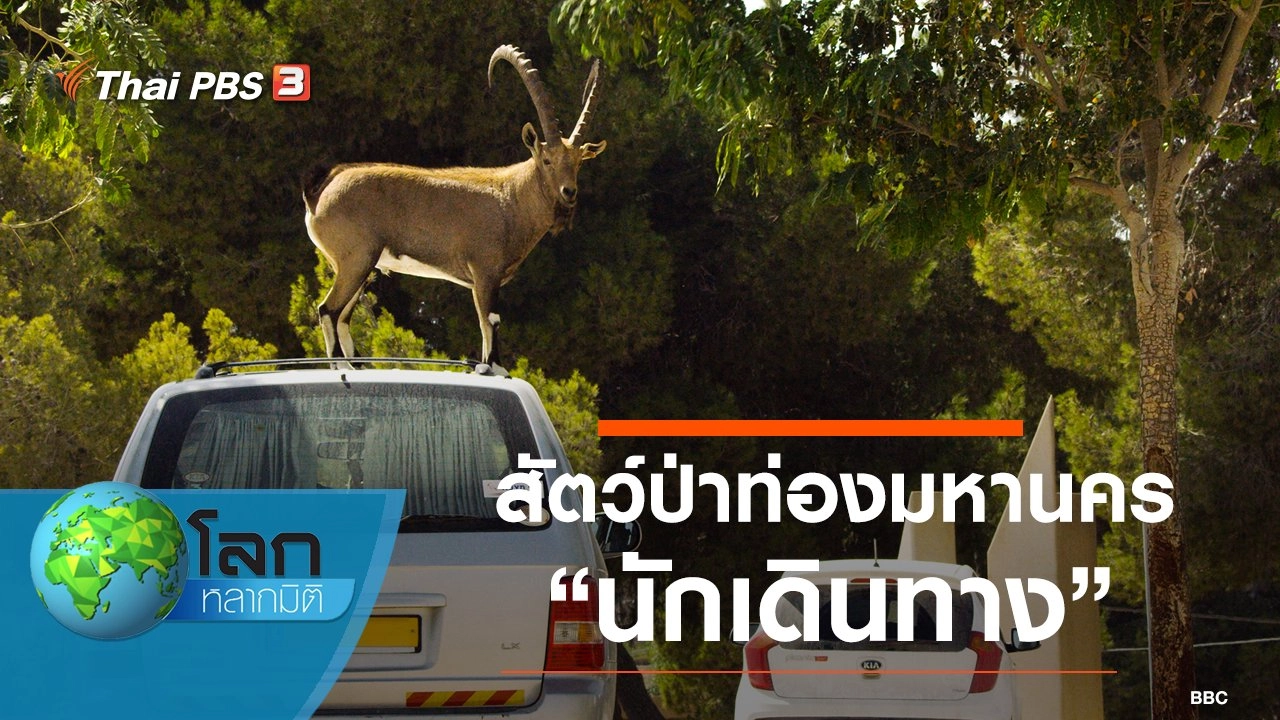 สัตว์ป่าท่องมหานคร ตอน นักเดินทาง