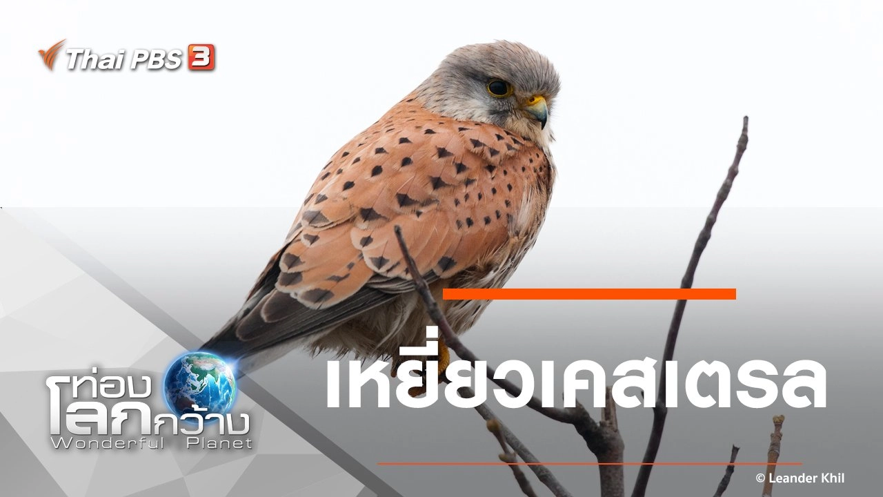 เหยี่ยวเคสเตรล