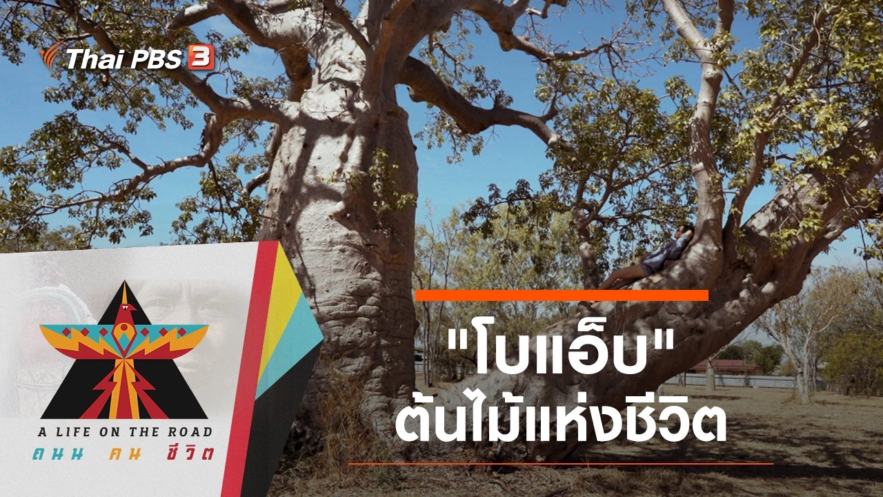 "โบแอ็บ" ต้นไม้แห่งชีวิต