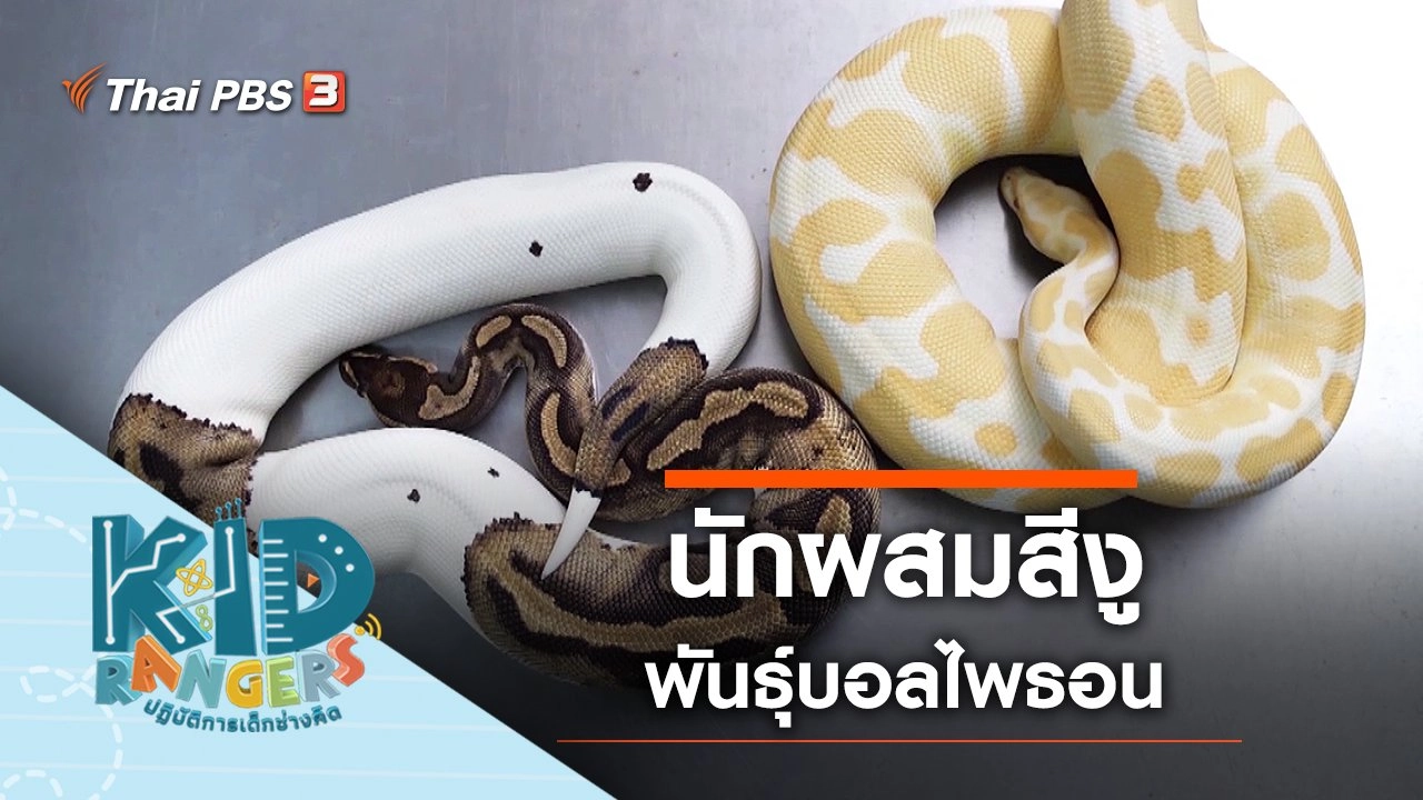 นักผสมสีงู