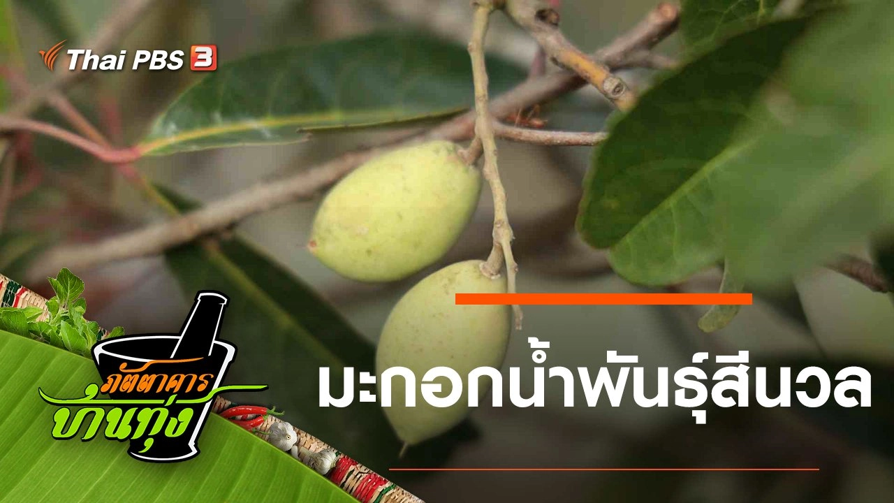 มะกอกน้ำพันธุ์สีนวล