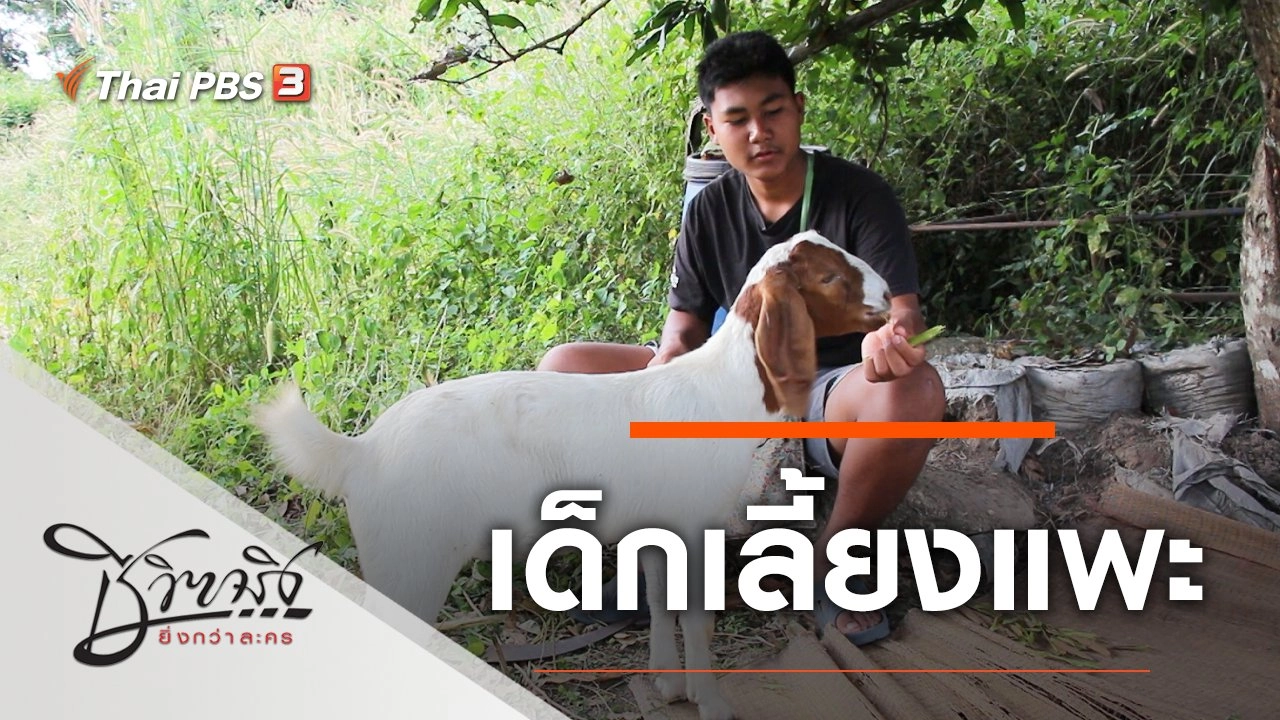 เด็กเลี้ยงแพะ