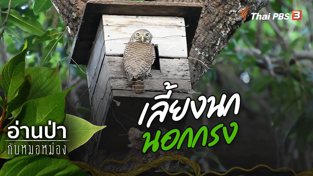 เลี้ยงนกนอกกรง