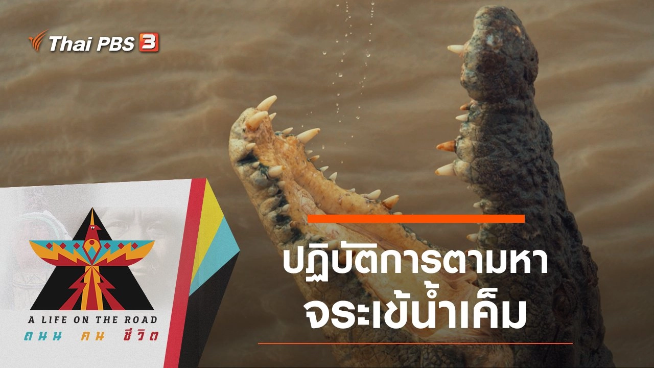 ปฏิบัติการตามหาจระเข้น้ำเค็ม