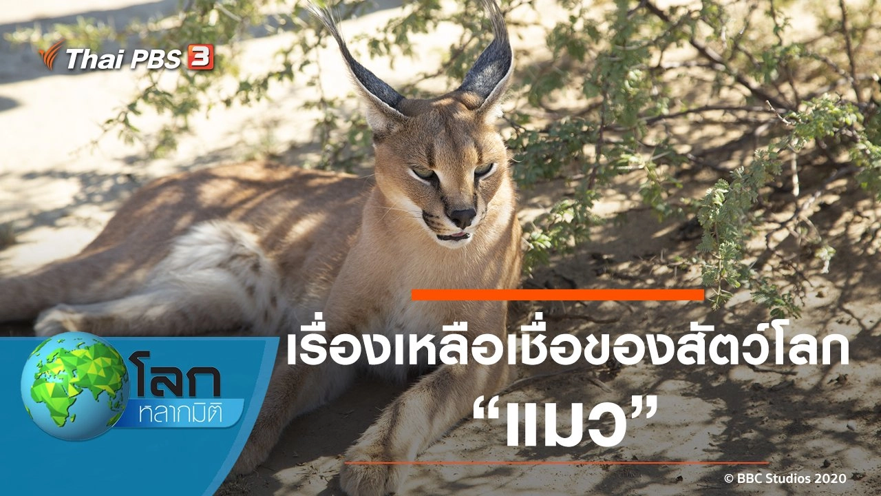 เรื่องเหลือเชื่อของสัตว์โลก ตอน แมว