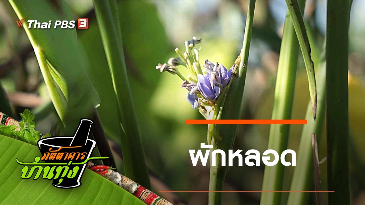 ผักหลอด