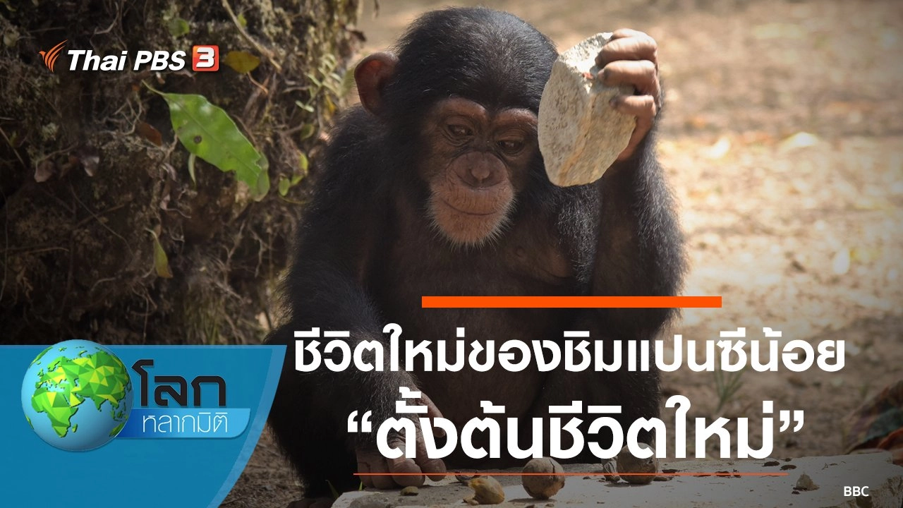 ชีวิตใหม่ของชิมแปนซีน้อย ตอน ตั้งต้นชีวิตใหม่