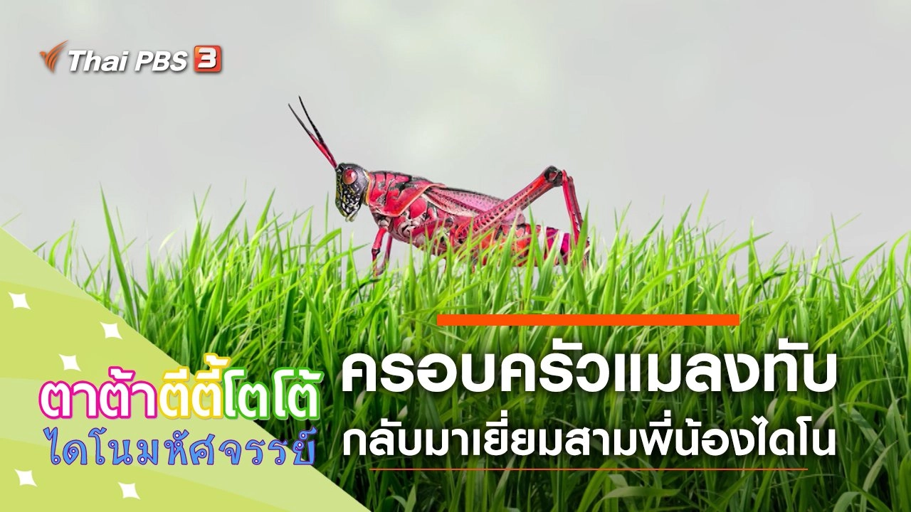 ครอบครัวแมลงทับ