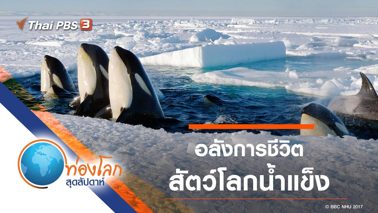 อลังการชีวิตสัตว์โลกน้ำแข็ง