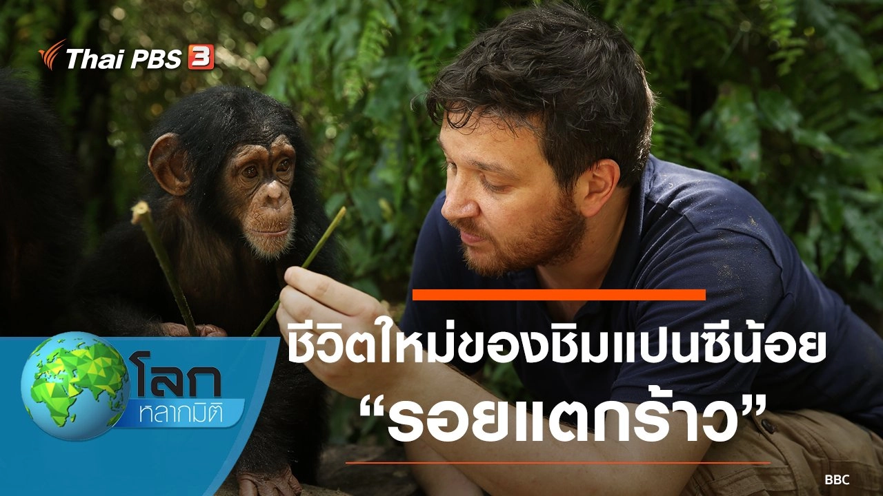 ชีวิตใหม่ของชิมแปนซีน้อย ตอน รอยแตกร้าว
