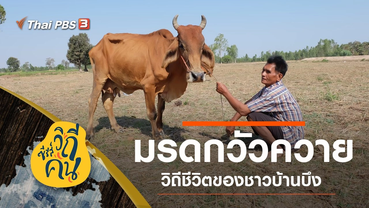 "มรดกวัวควาย" บ้านบึง ต.ดอนแรด อ.รัตนบุรี จ.สุรินทร์