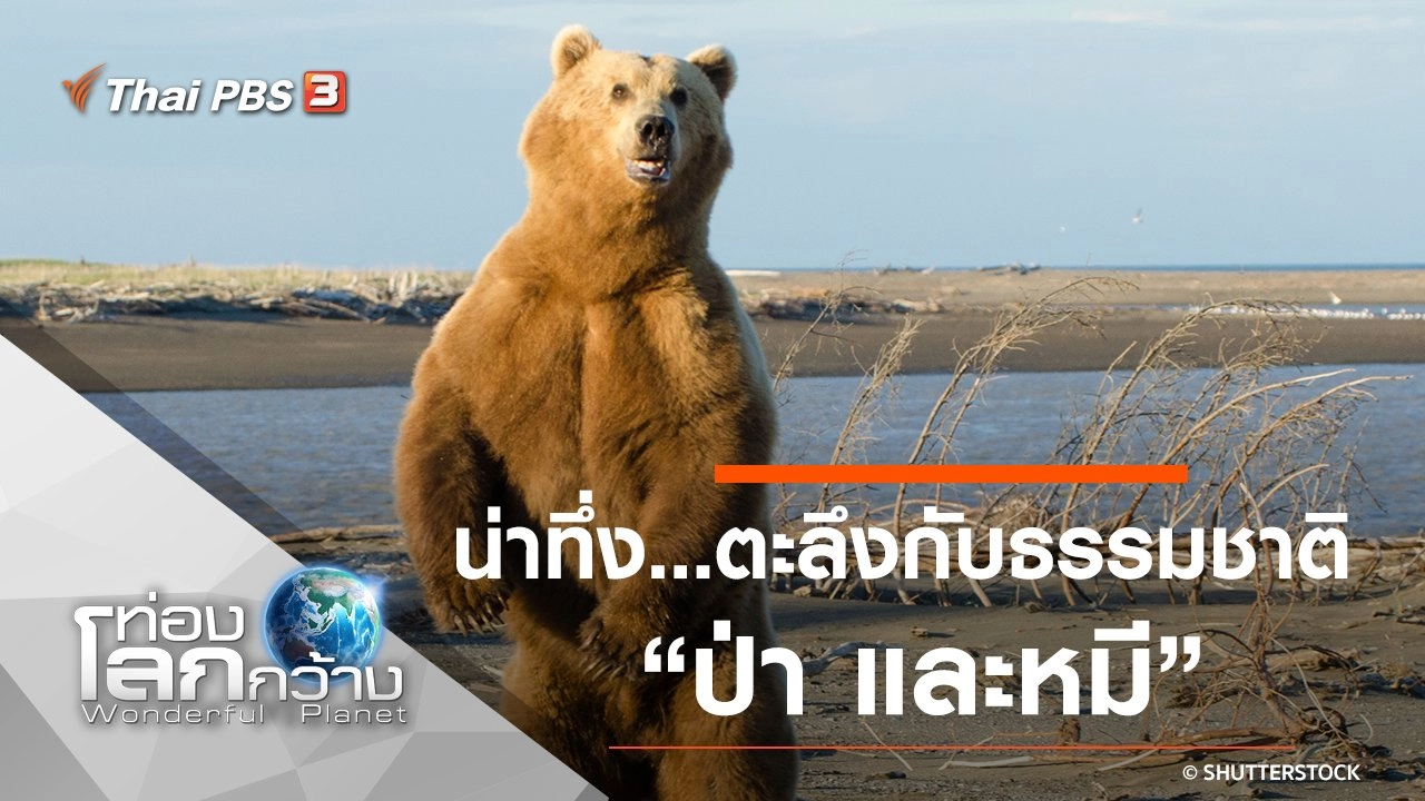 น่าทึ่ง...ตะลึงกับธรรมชาติ ตอน ป่า และหมี