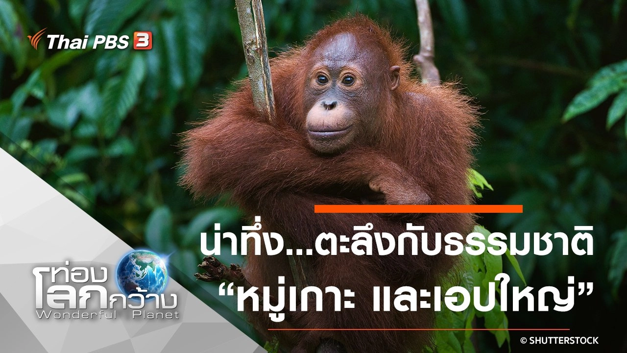 น่าทึ่ง...ตะลึงกับธรรมชาติ ตอน หมู่เกาะ และเอปใหญ่