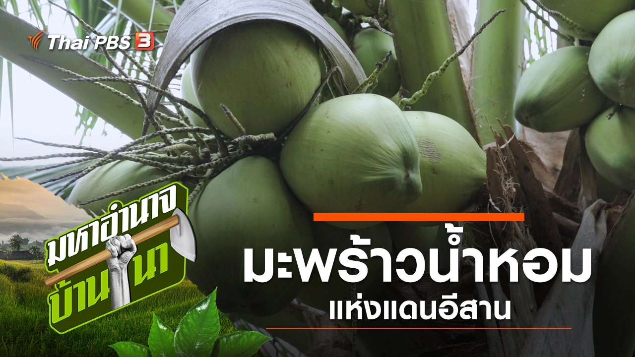 มะพร้าวน้ำหอม แห่งแดนอีสาน