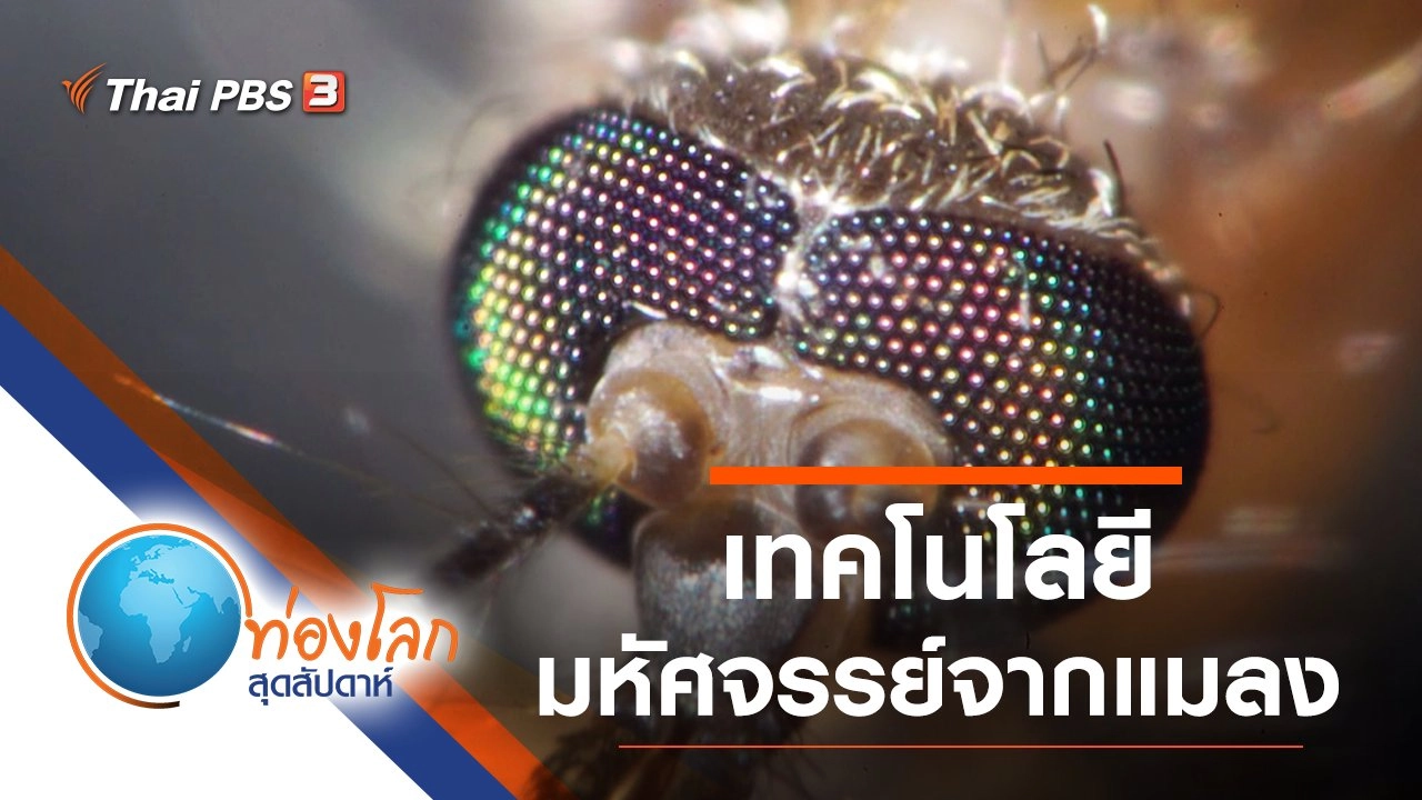 เทคโนโลยีมหัศจรรย์จากแมลง