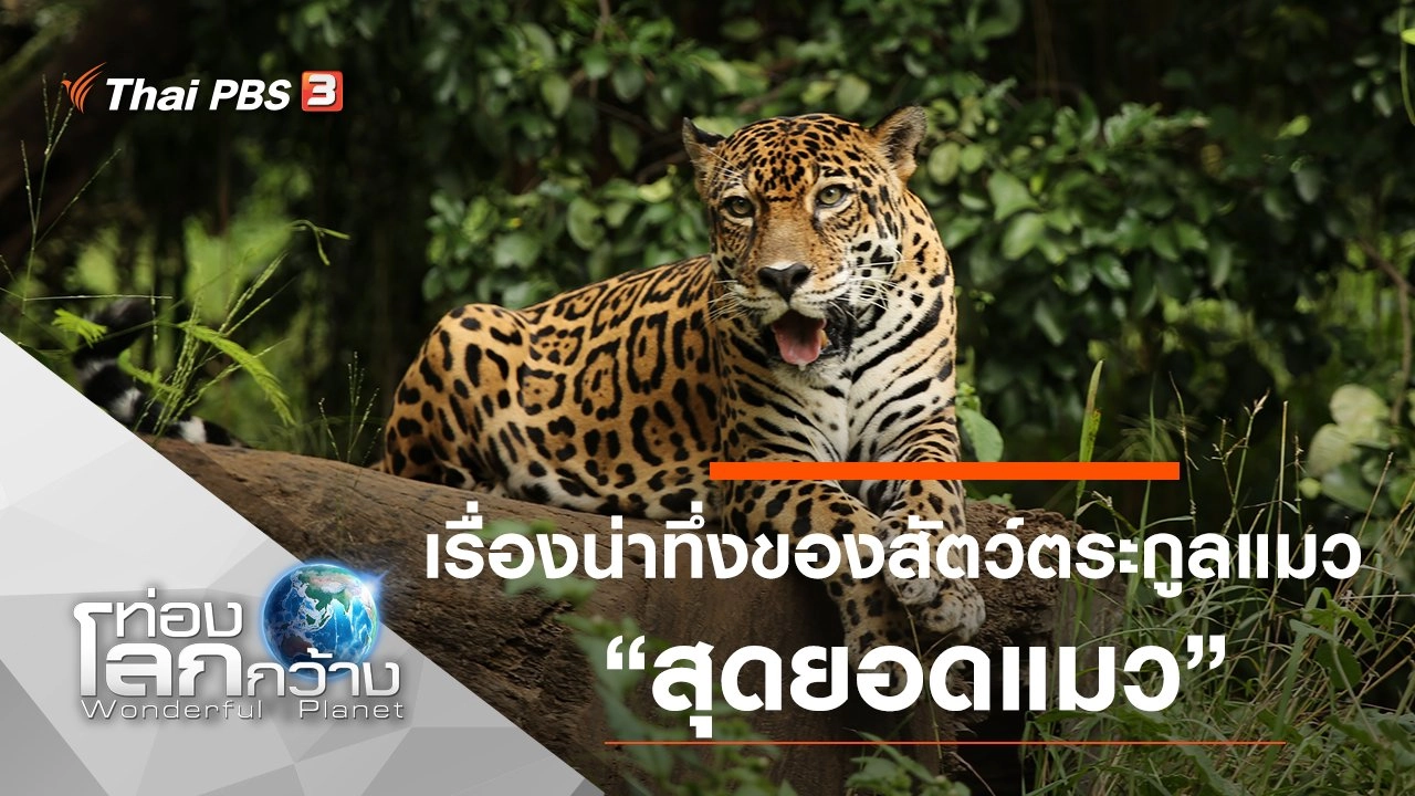 เรื่องน่าทึ่งของสัตว์ตระกูลแมว ตอน สุดยอดแมว