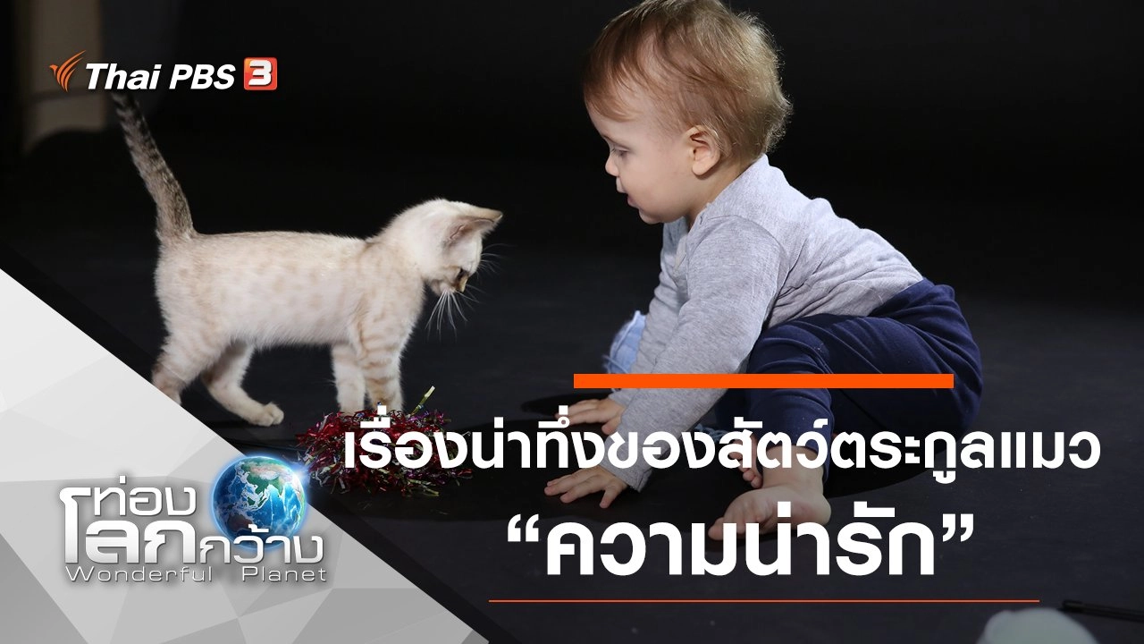 เรื่องน่าทึ่งของสัตว์ตระกูลแมว ตอน ความน่ารัก
