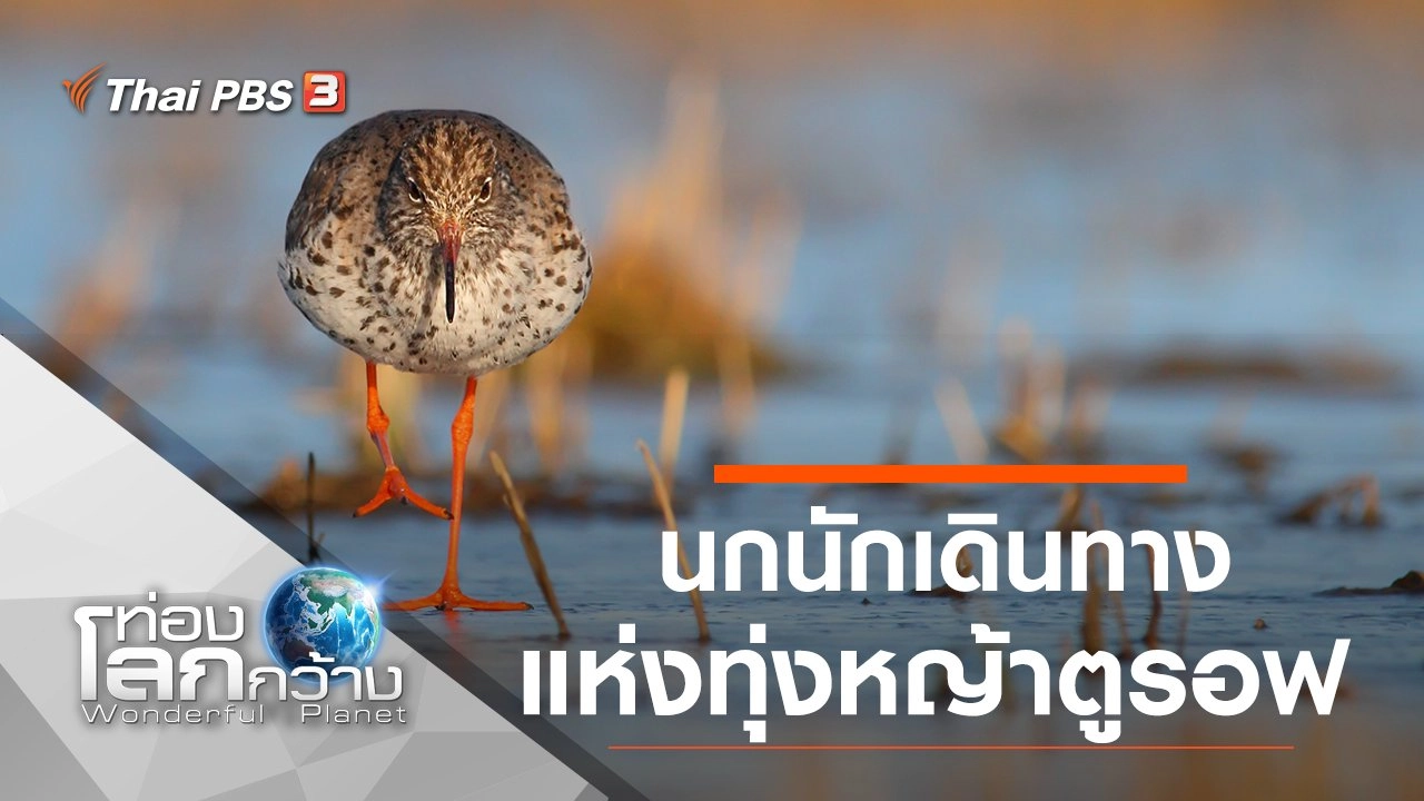 นกนักเดินทาง แห่งทุ่งหญ้าตูรอฟ