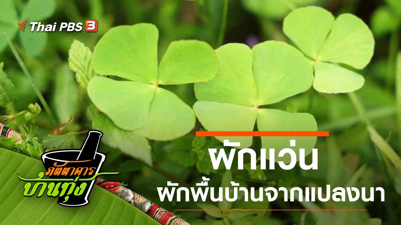 ผักแว่น