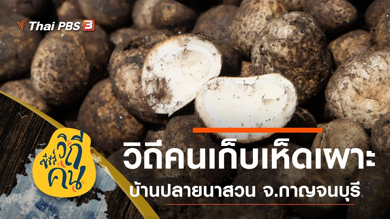 วิถีคนเก็บเห็ดเผาะ บ้านปลายนาสวน ต.นาสวน อ.ศรีสวัสดิ์ จ.กาญจนบุรี