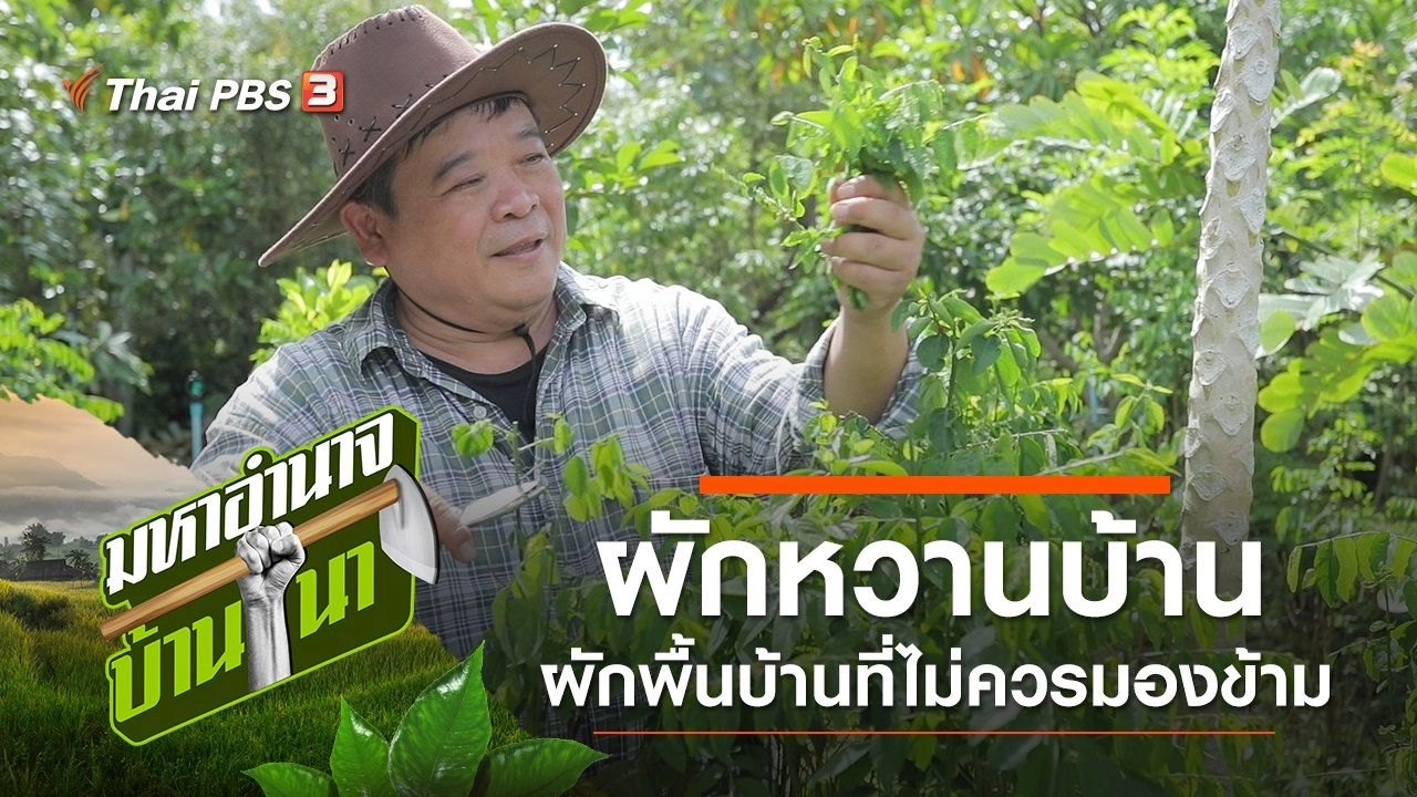 ผักหวานบ้าน ผักพื้นบ้านที่ไม่ควรมองข้าม